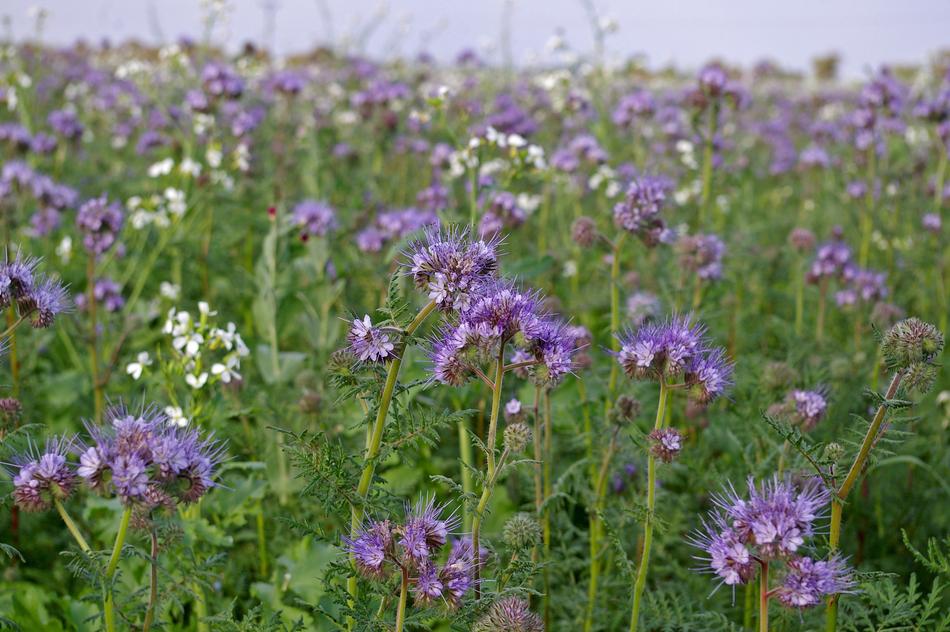 Bueschelschoen Food Source Bee
