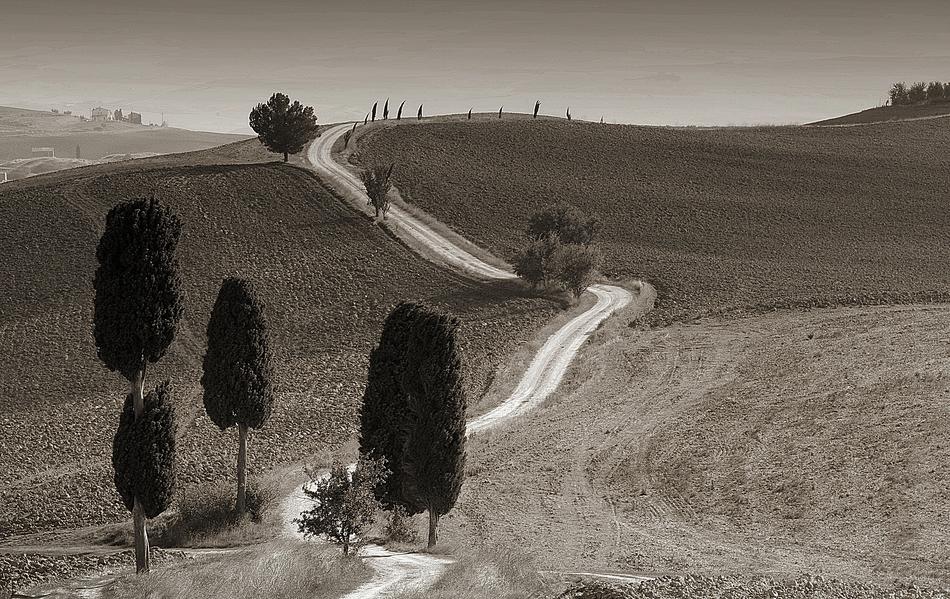 black and white, cypress along the road in Italy