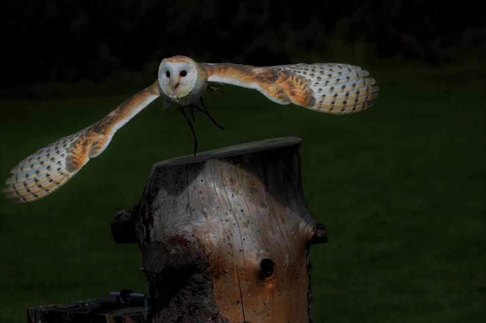Beautiful and colorful, flying owl above the tree stump