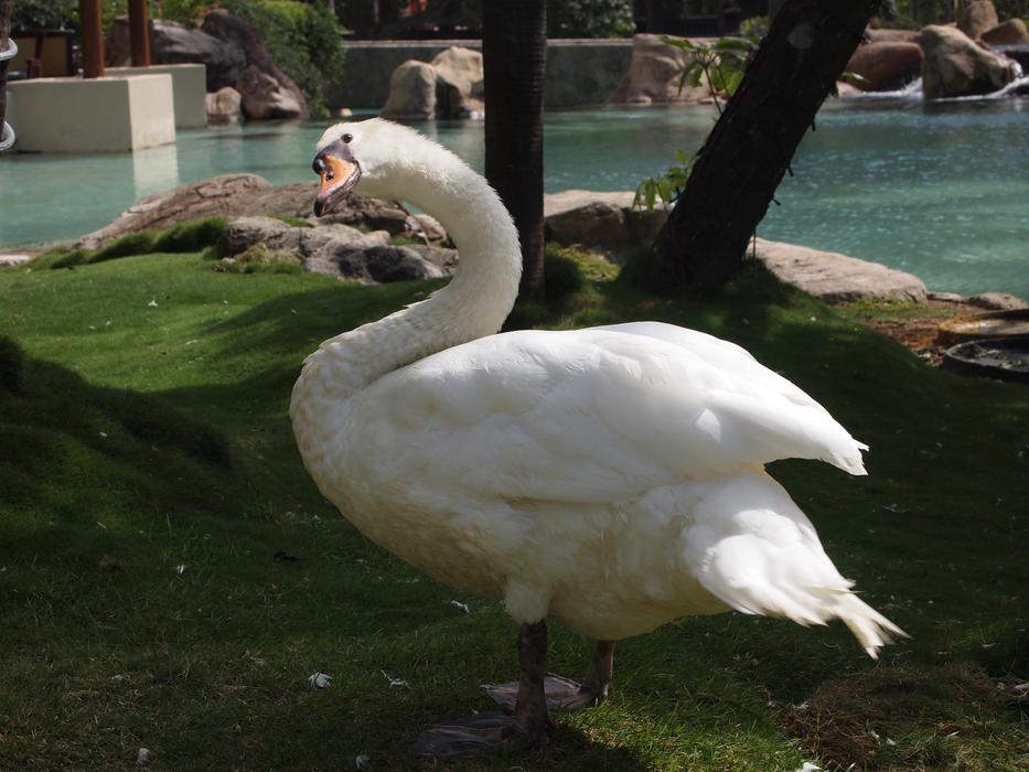 goose with white feathers on the lake