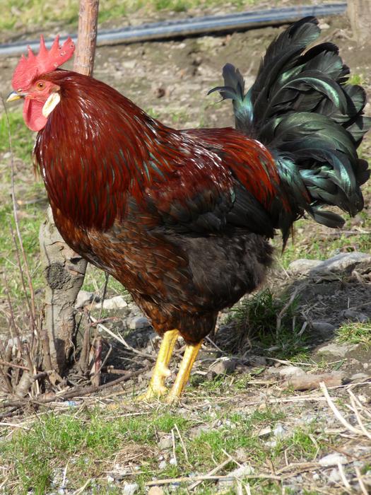 rooster on the farm in agriculture