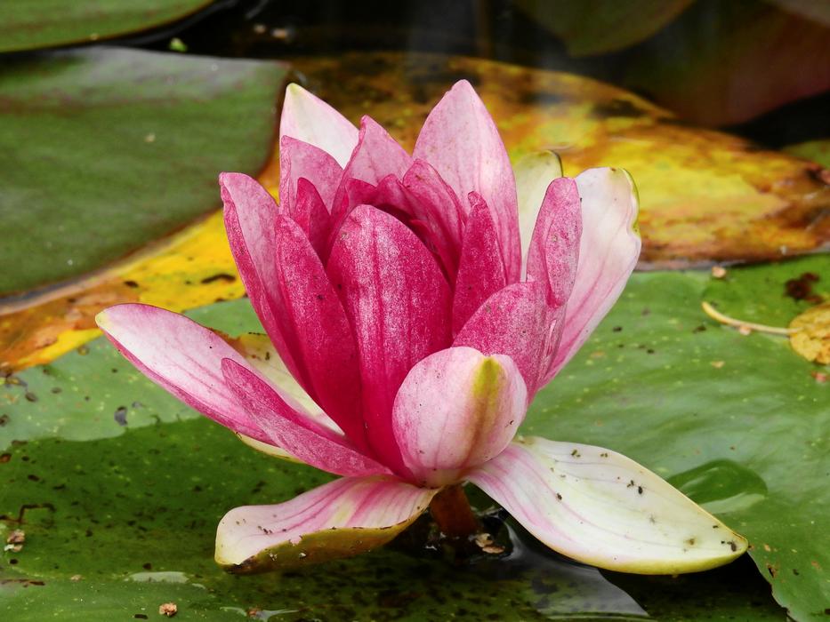 Flower Water Lake
