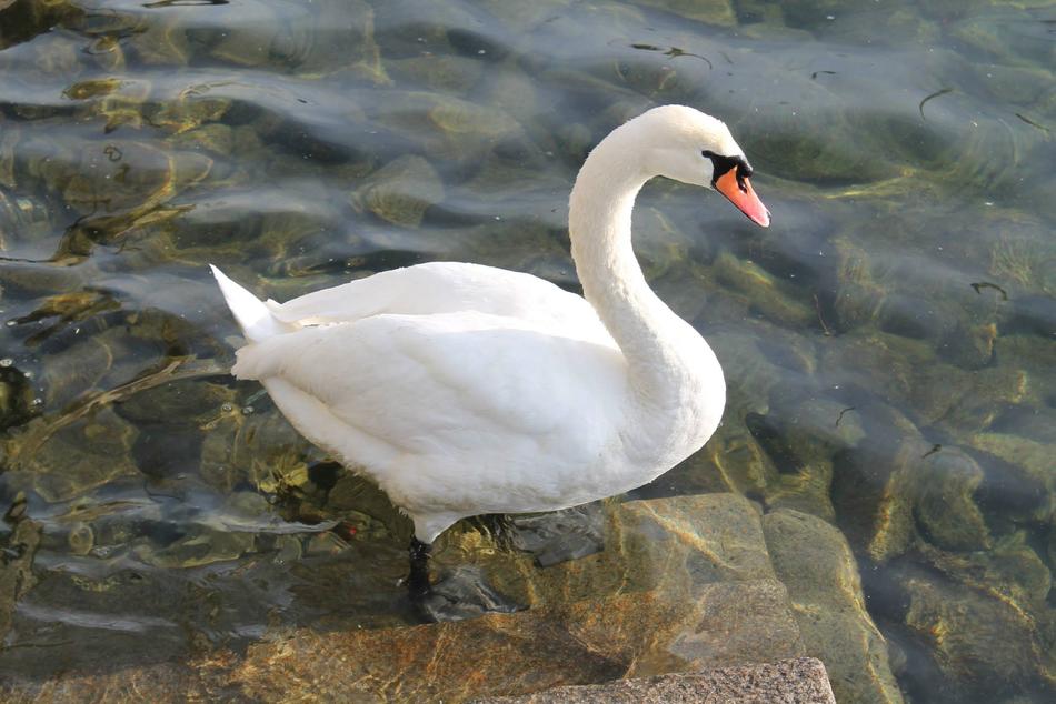 white swan resting on a pond