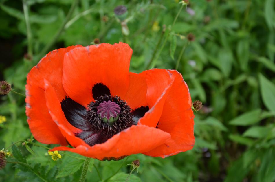 Poppy Red Blossom