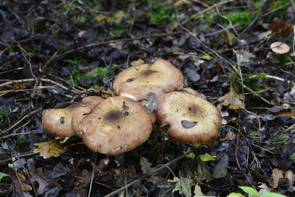 brown mushrooms in the forest in the Netherlands
