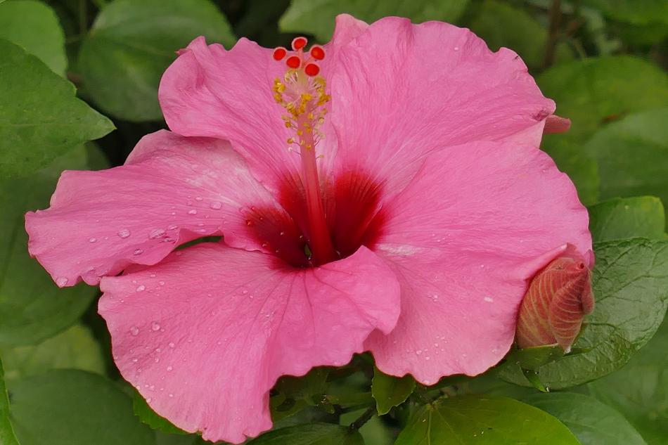 Hibiscus Flower Pink