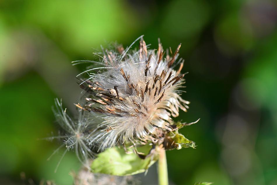 insect on a fluffy flower