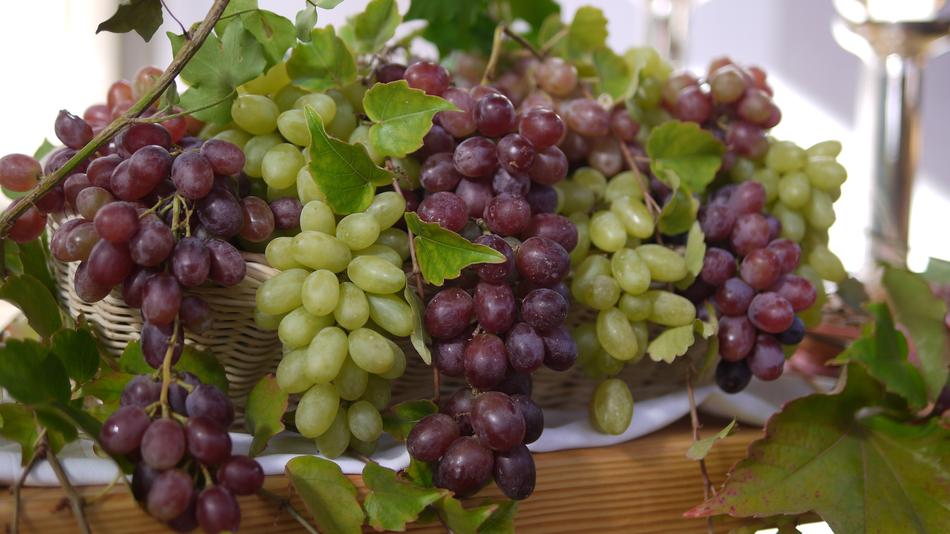 Nature Autumn Vines