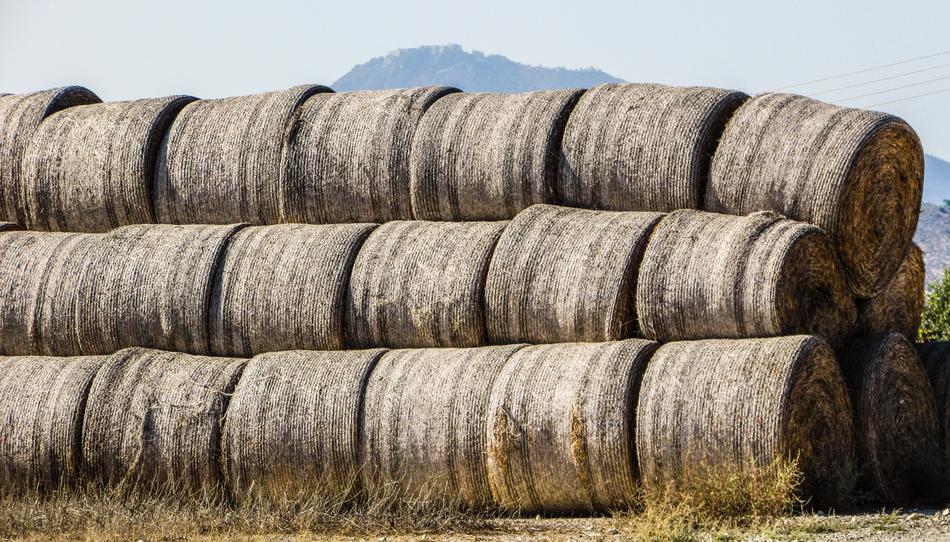 dry hay bales in the field