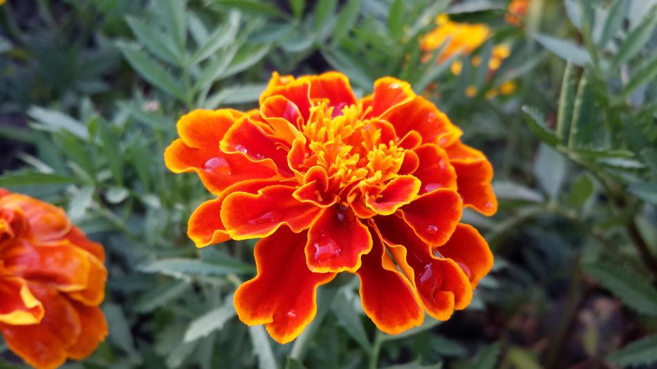 Flower Marigold Orange Bird'S