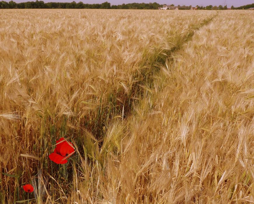 Nature Agriculture Bauer gflower