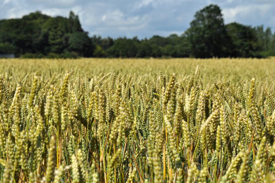 Wheat Field Agriculture