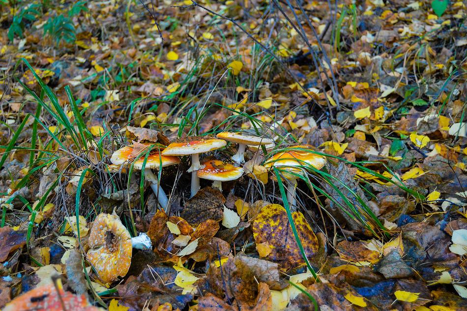 Autumn Forest Yellow
