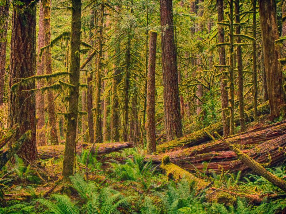 Green Tree Landscape