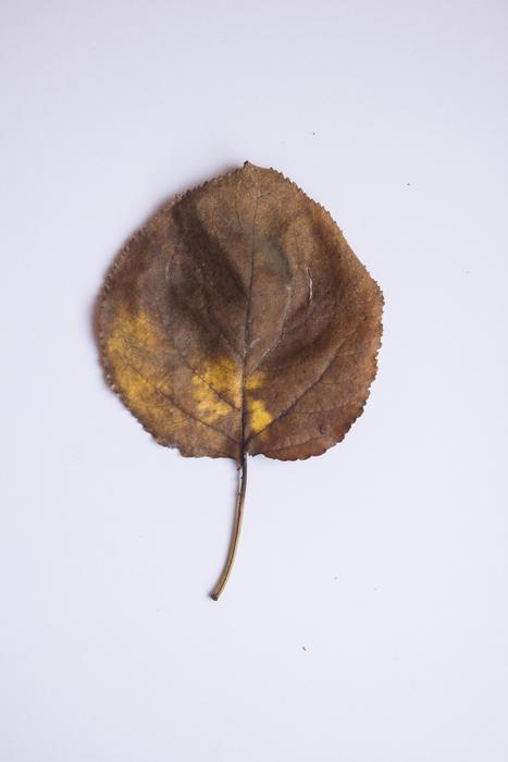 dry autumn leaf in the air
