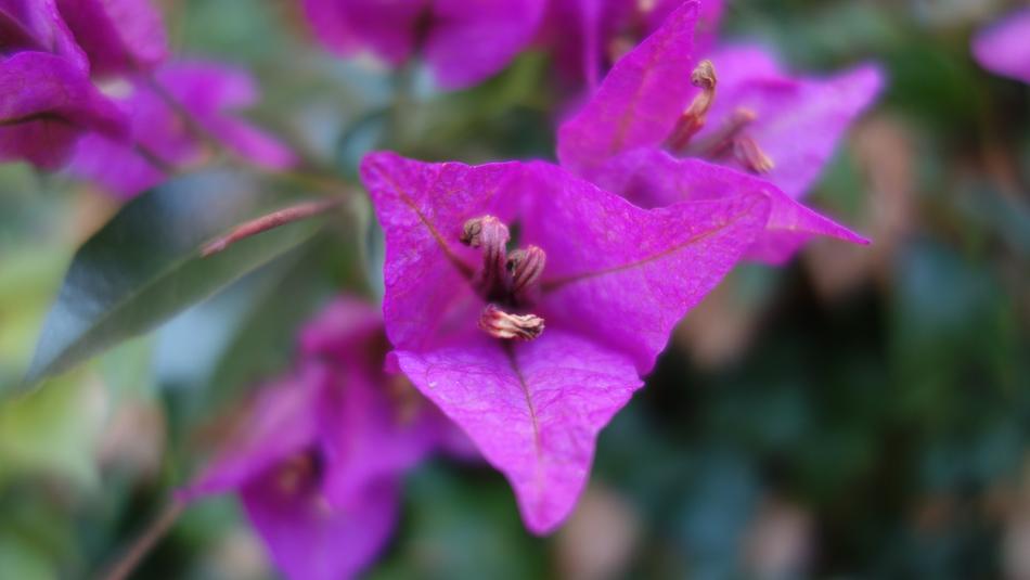 Blossom Bloom Purple