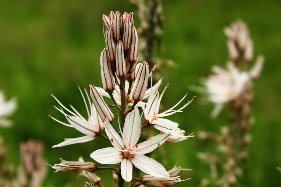 Nature Beautiful Flower
