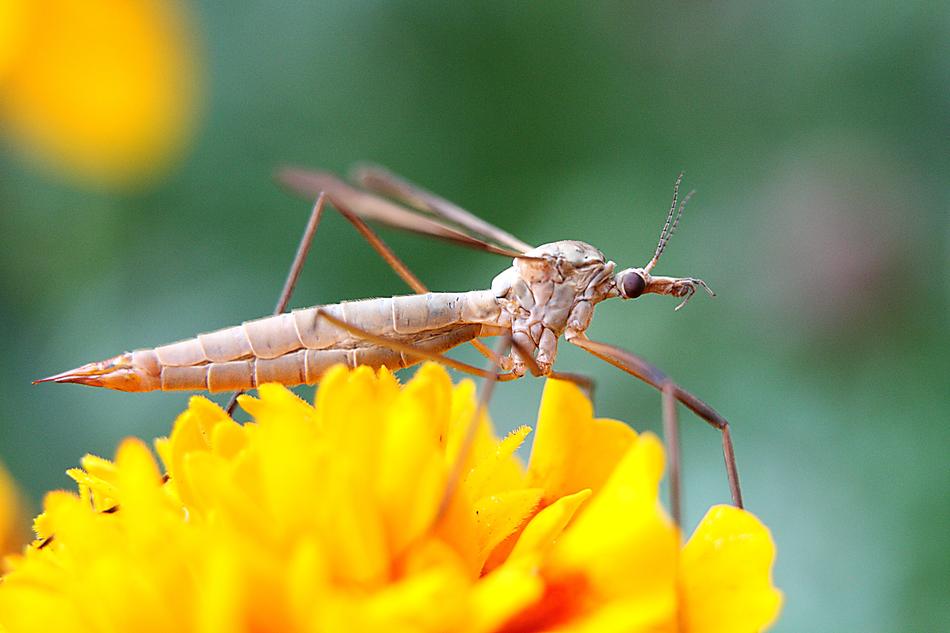 macro photo of locust on a yellow flower