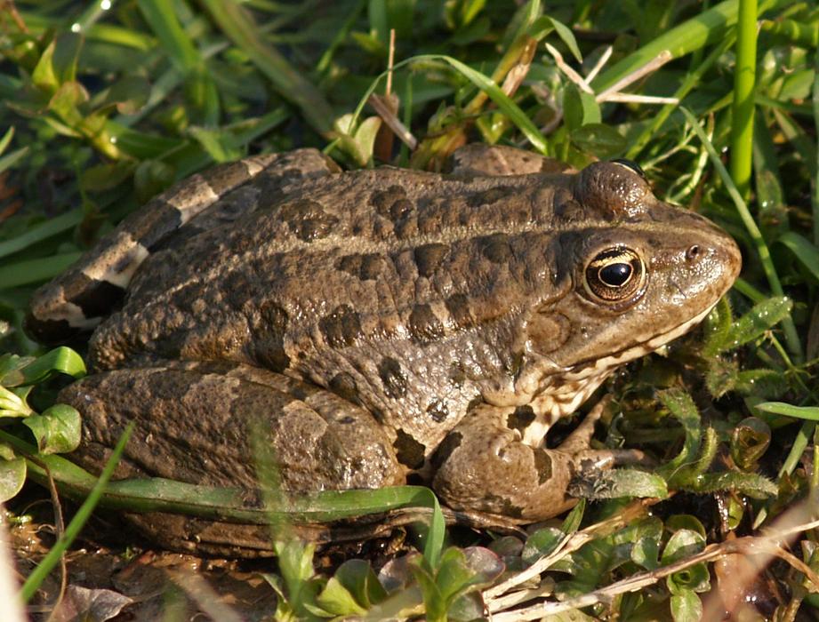frog in green grass near lake