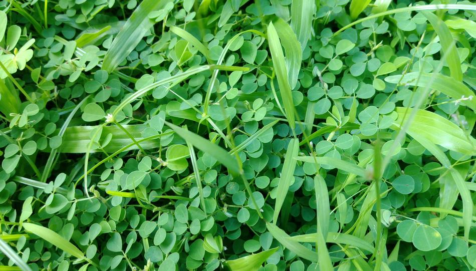 Grass Green All