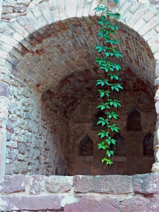 stone wall with plants