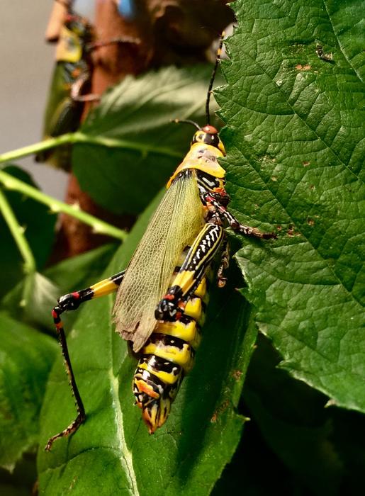Grasshopper Wilhelma Insect House