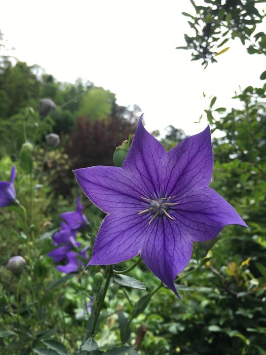 purple big flower in the foliage