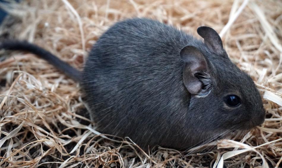 gorgeous Degu Mouse