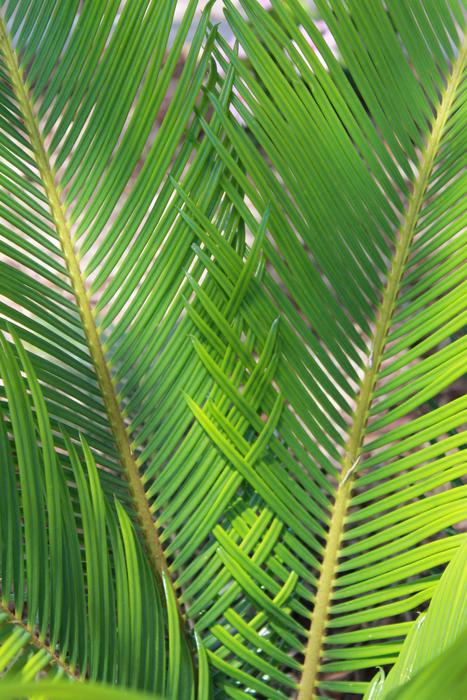 Sago Palm Nature