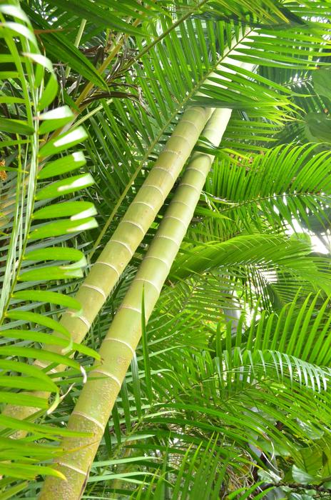 Bamboo Green Leaves
