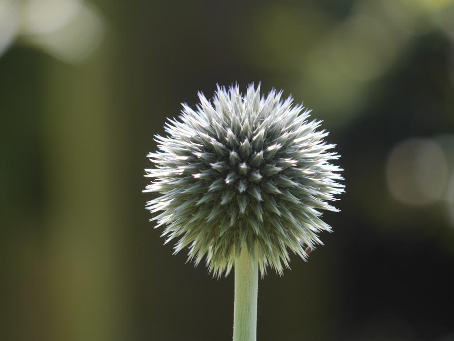 Flower Round Floral