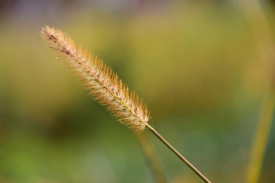 Grass Close Up Nature