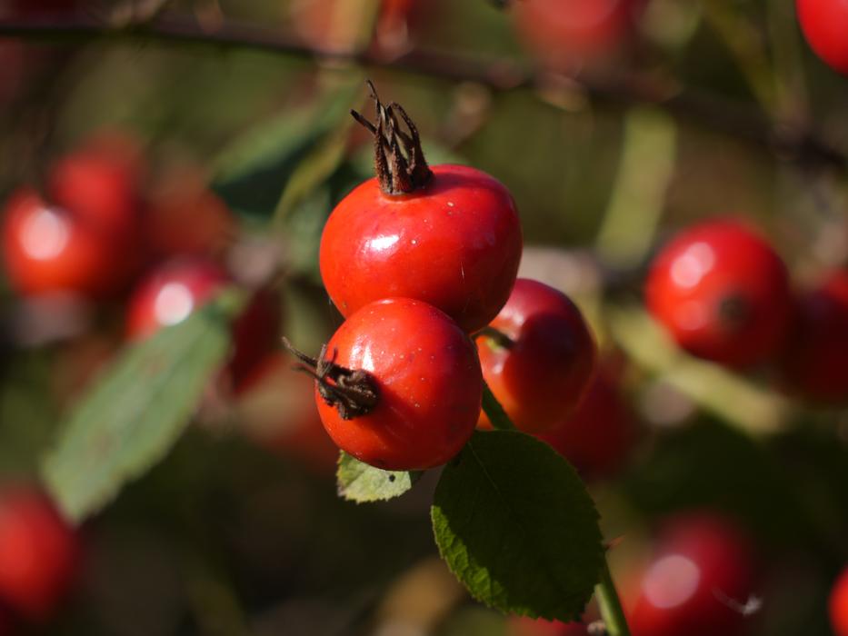 Rosehip Berry Wild