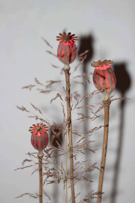 Poppy Lamp Mood