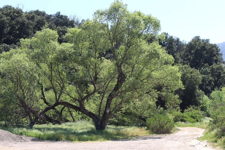 Tree Mountain Green Out