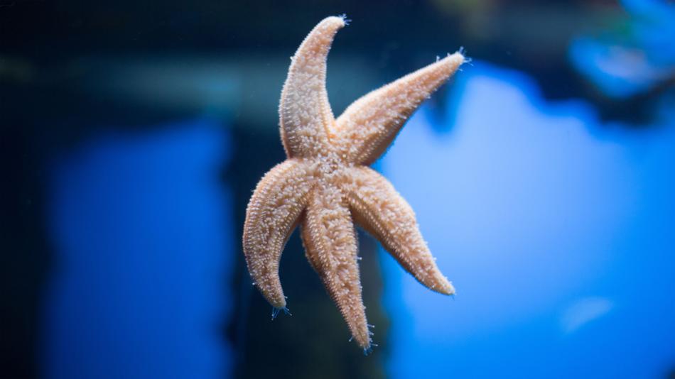 starfish in blue water