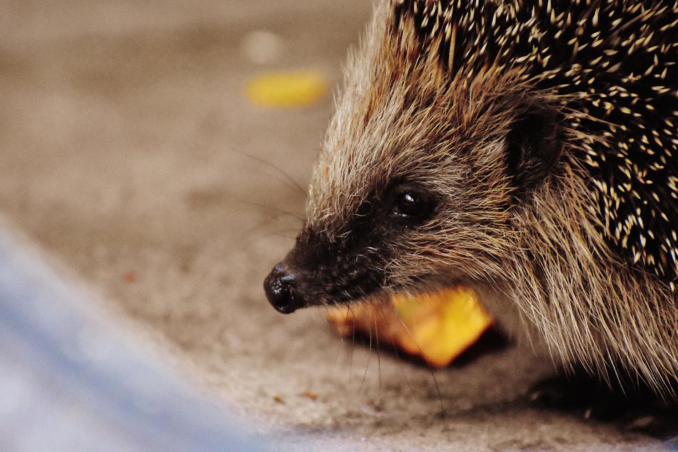 enchanting Hedgehog Young