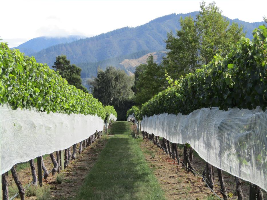 Vineyard New Zealand Grapes