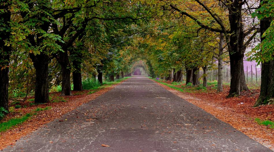 Autumn Road Trees