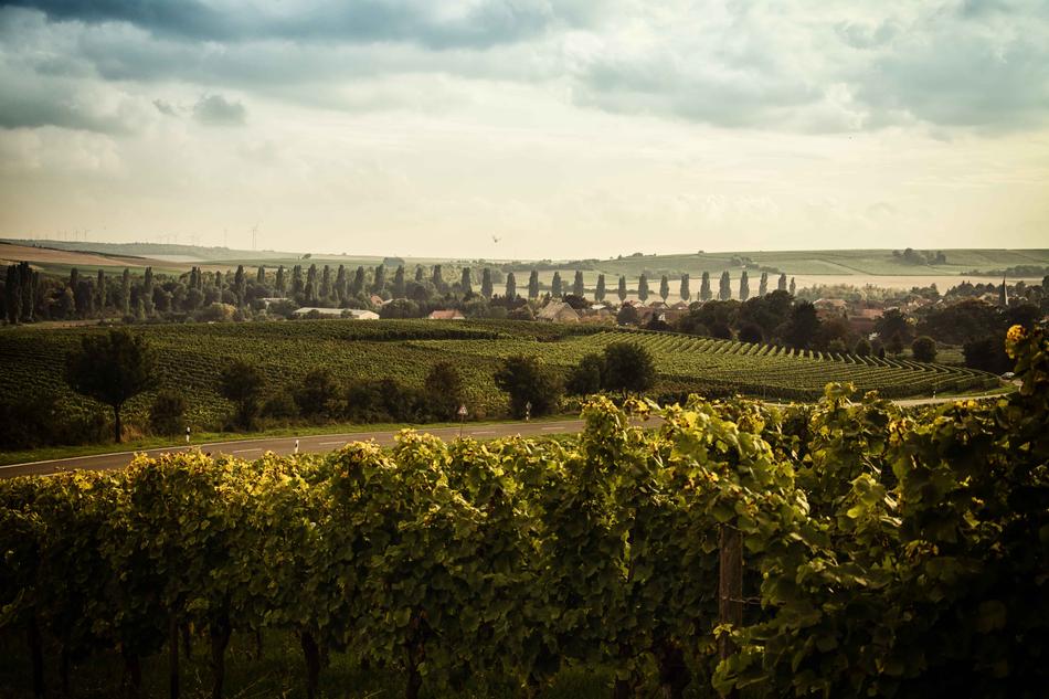 Landscape Rheinhessen Wine