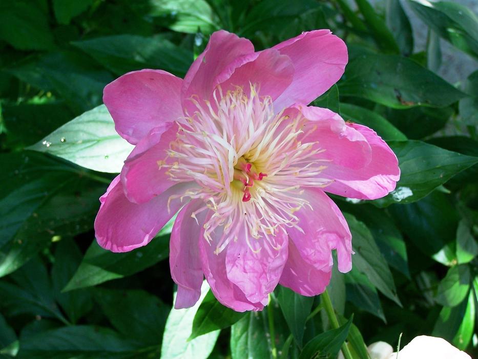 Peony Flower Nature