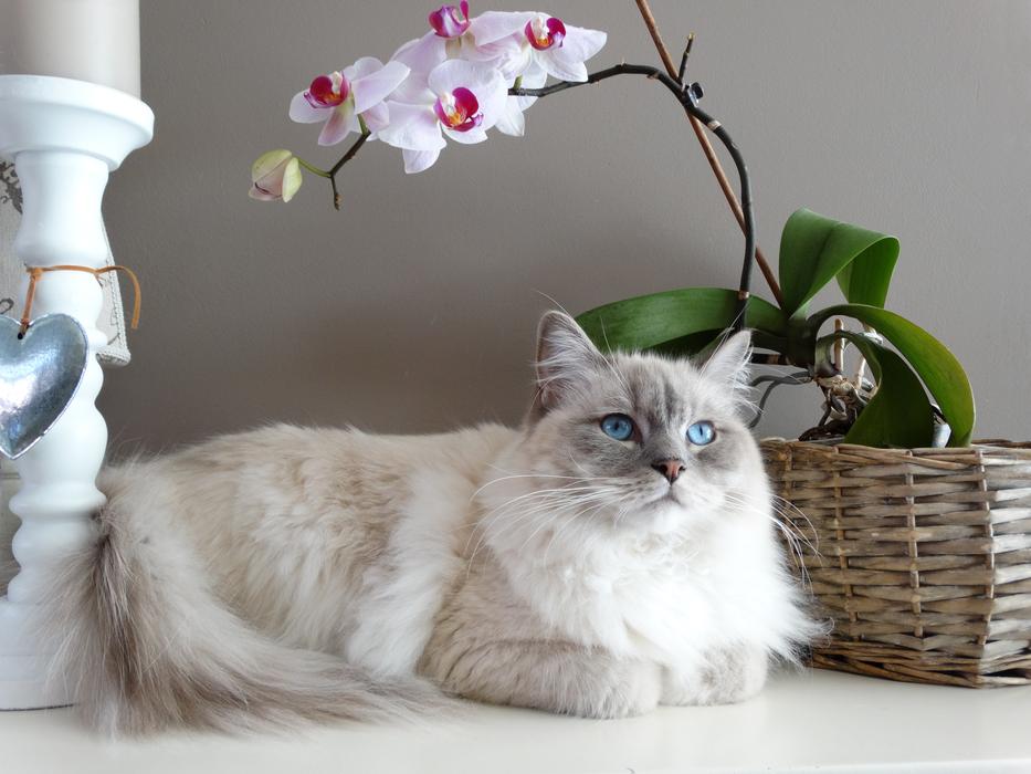 incredible Cat near the flowers