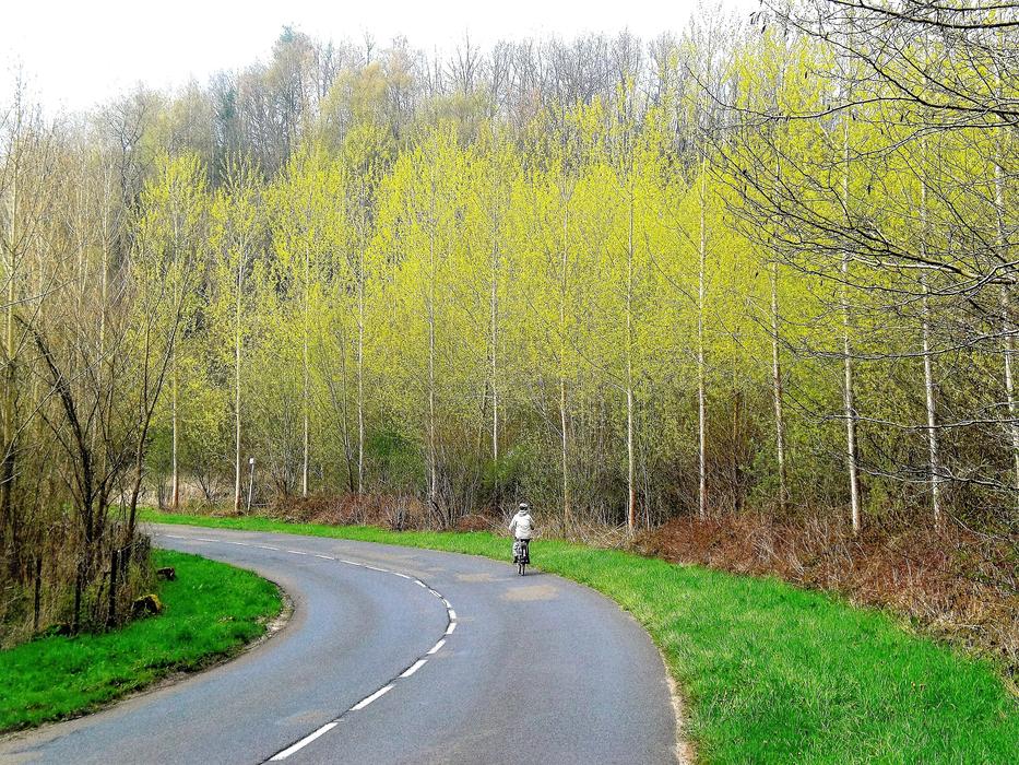 Transport Bicycle Trees