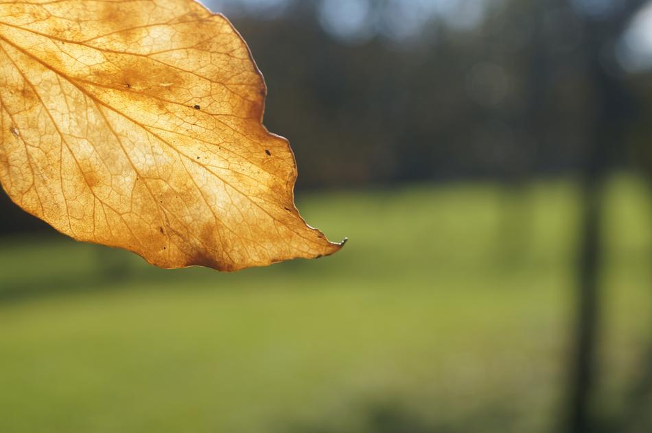 autumn yellow leaf against a green park