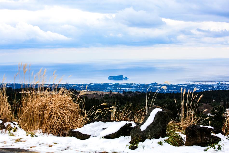 dry grasses in the snow