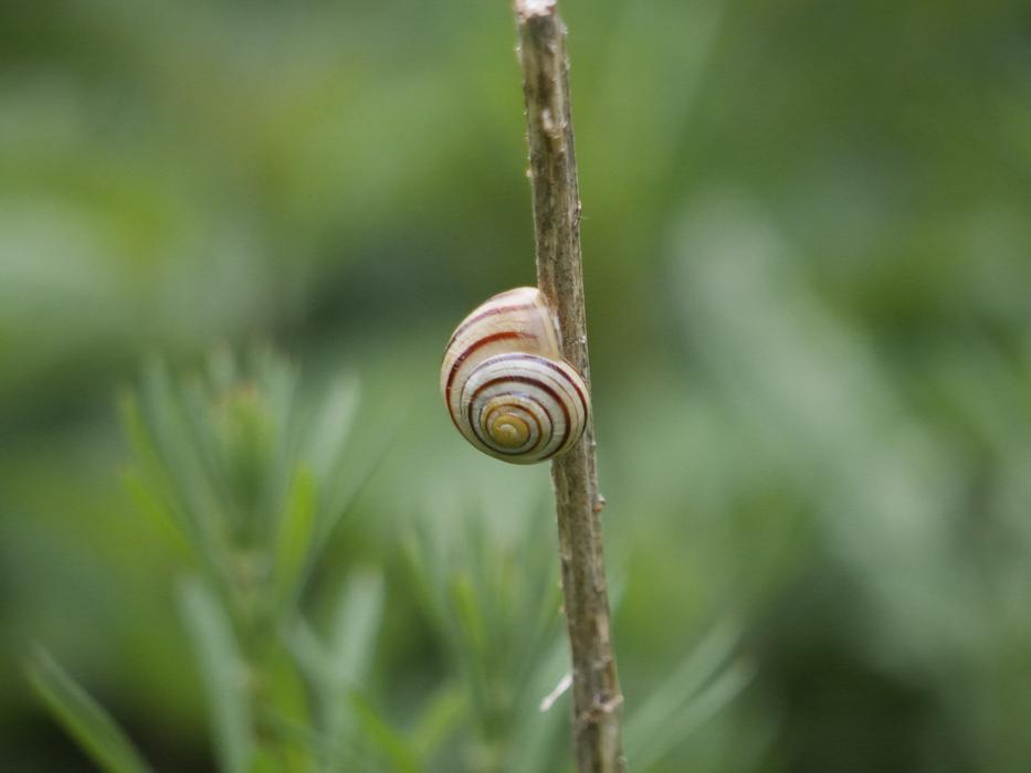 Snail Shell Mollusk on stem