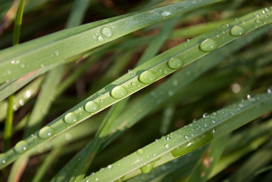 Dew Foliage Grass