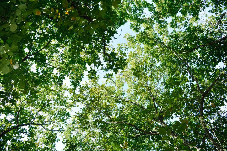 The Leaves Branch Summer