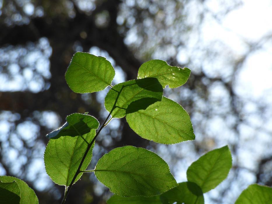 Leaf Plant Bouquet Against