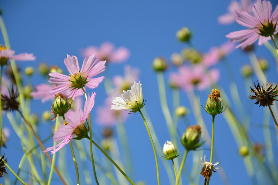 Cosmos Flowers Summer